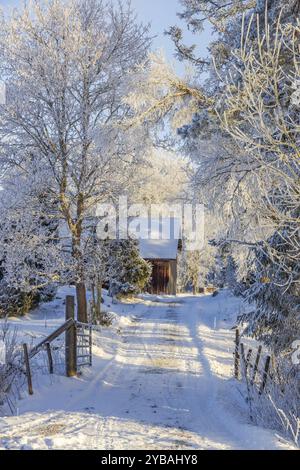 Snowy dirt road with a gate to a wooden barn in a forest in a beautiful cold winter landscape, Sweden, Europe Stock Photo