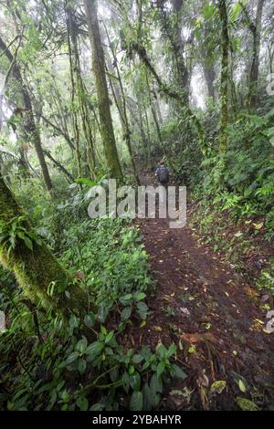 Tourists hiking in dense vegetation in the tropical rainforest ...