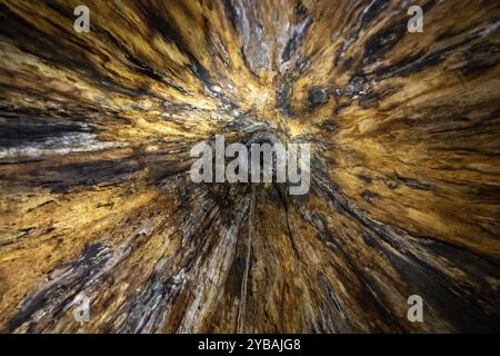 View upwards inside a hollow tree, tropical rainforest, Corcovado National Park, Osa Peninsula, Puntarena Province, Costa Rica, Central America Stock Photo