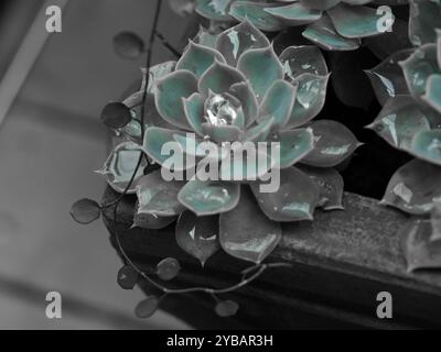 Succulent plant Echeveria rosette in a partial colour photo with blue green on monochrome grey, glistening raindrops cupped in petals, closeup Stock Photo