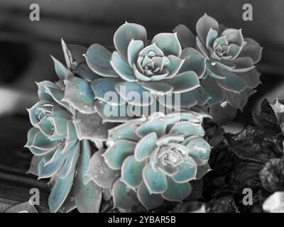 Succulent plant Echeveria rosettes in a partial colour photo with blue green on monochrome grey, glistening raindrops cupped in petals Stock Photo