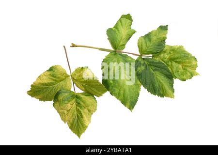 Raspberry leaves heavily infected by eriophyid mite Phyllocoptes gracilis isolated on white background Stock Photo