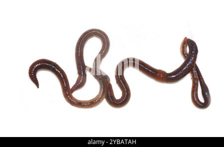 Earthworms crawling isolated on white background Stock Photo