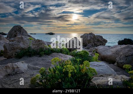 Plants growing on a rocky beach with a beautiful sea sunset in the background. A ecology, holiday, environment background. Stock Photo