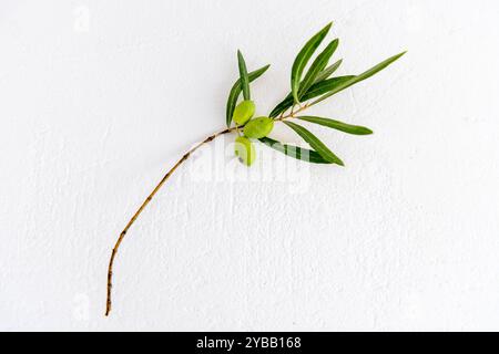 Green olives on a branch isolated on a white background. Stock Photo