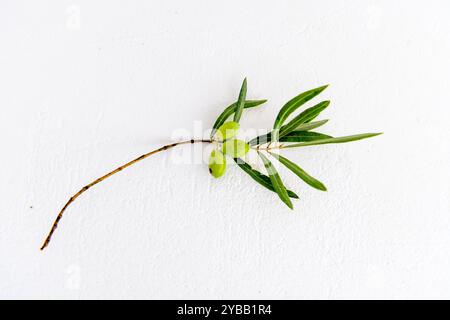 Green olives on a branch isolated on a white background. Stock Photo