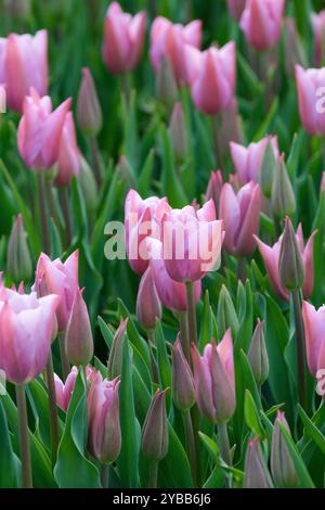 Tulipa Mistress Mystic, tulip Mistress Mystic, shades of pink and lavender, lance shaped foliage. Stock Photo