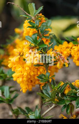 Berberis darwinii, Darwin's barberry,Drooping racemes of rich orange flowers Stock Photo