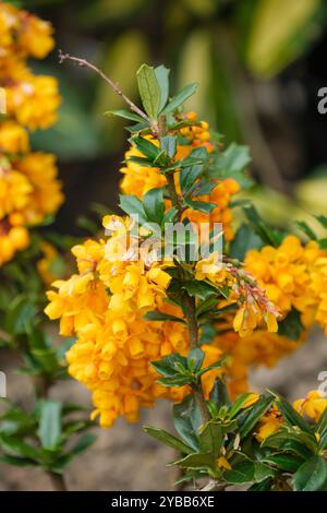 Berberis darwinii, Darwin's barberry,Drooping racemes of rich orange flowers Stock Photo