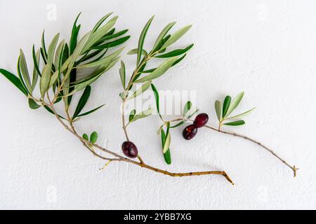 Black olives on branches isolated on a white background. Stock Photo