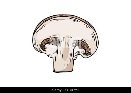 Sketchbook champignon mushroom slice, color, etching. black and white line drawing by hand Stock Vector