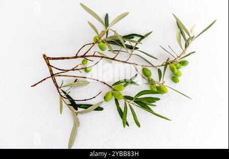 Green olives on branches isolated in a white background. Stock Photo