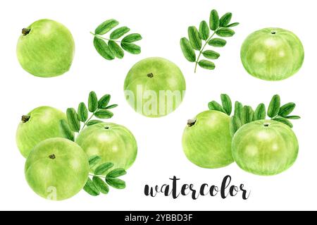 Hand-Painted Watercolor Amla Berries and Leaves Botanical Illustration Stock Photo