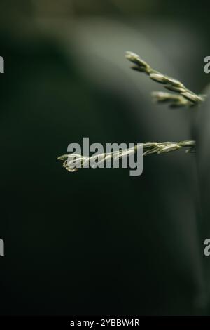 grains on a corn sprout Stock Photo