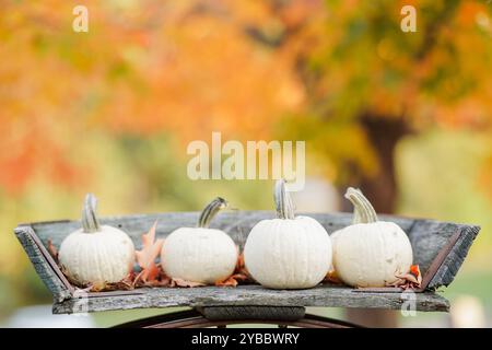 White pumpkins on rustic wooden tray, fall foliage background. Stock Photo