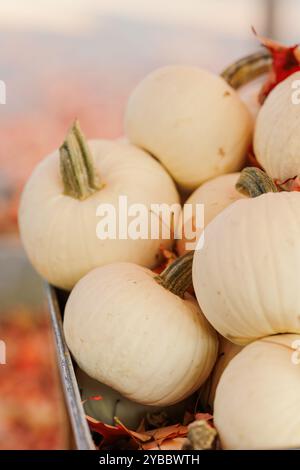White pumpkins in a container surrounded by autumn leaves. Stock Photo