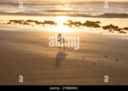 Seagull Silhouette walking on beach at Golden Sunrise Stock Photo