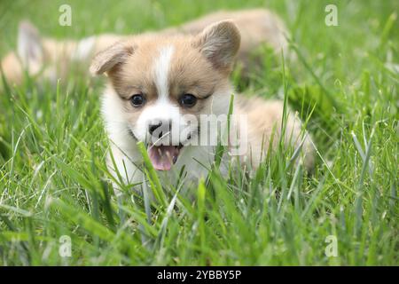Cute small pembroke welsh corgi puppy in the grass in the garden Stock Photo