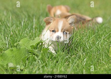 Cute small pembroke welsh corgi puppy in the grass in the garden Stock Photo