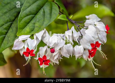 Close-up of the flowering Clerodendrum thomsoniae, Dresden Botanical Garden, Saxony, Germany Stock Photo