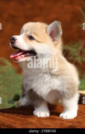 Cute small pembroke welsh corgi puppy Stock Photo