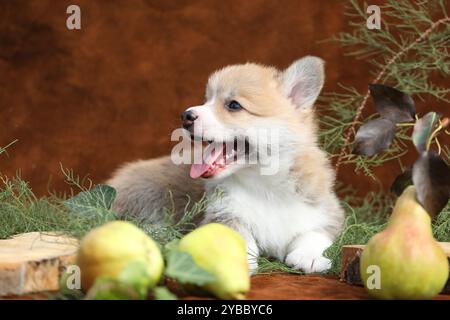 Cute small pembroke welsh corgi puppy Stock Photo
