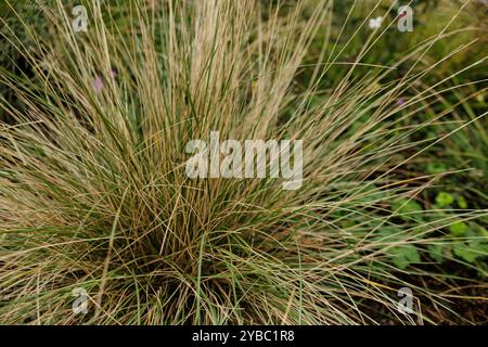 Ornamental grass growing in garden Karlin, Prague Stock Photo