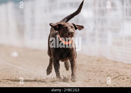 Chocolate Labrador Retriever Lab Running Lure Course Sprint Dog Sport Stock Photo