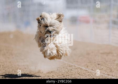 Purebred Tibetan Spaniel Running Lure Course Sprint Dog Sport Stock Photo