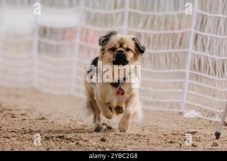 Purebred Tibetan Spaniel Running Lure Course Sprint Dog Sport Stock Photo