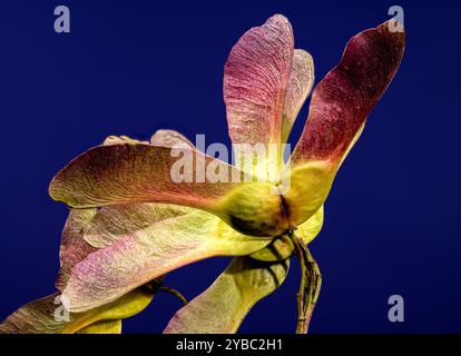 Maple seeds on a blue background Stock Photo