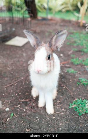Fluffy white and grey rabbit lying on ground in the farm Stock Photo