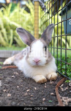 Fluffy white and grey rabbit lying on ground in the farm Stock Photo