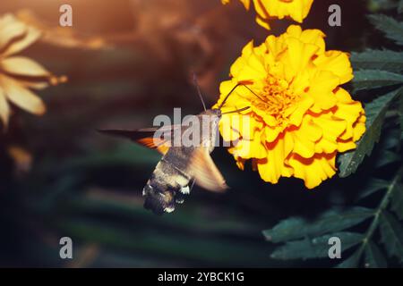 The Evening Or Night Insect Drinks Nectar On The Flight From Yellow Flower Using A Long Proboscis. The Hummingbird Hawk-moth (macroglossum Stellatarum Stock Photo