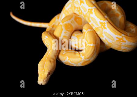 Lavender Tiger Albino python isolated on black background Stock Photo