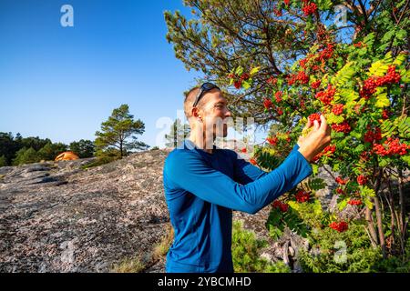 Picking rowan berries while camping at Parainen archipelago, Finland Stock Photo