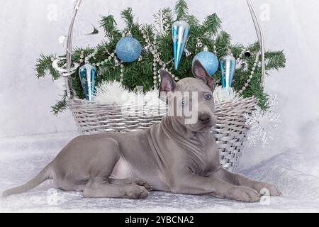 Thai ridgeback puppy lying near Christmas basket Stock Photo