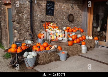 Pumpkins on display at Hauser & Wirth in Bruton Somerset, England UK Stock Photo