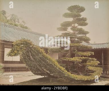 1890s Japan - Japanese Pine Tree That Looks Like a Boat