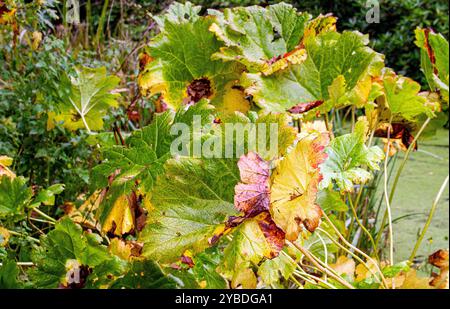 Giant Butterbur large leaves of the Japanese rhubarb in autumn at Dundee Caird Park, Scotland Stock Photo