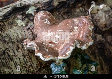 Birch bracket fungus (Fomitopsis betulina, also called birch polypore or razor strop) on trunk of a fallen silver birch tree, England, UK Stock Photo