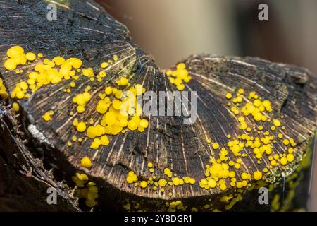 Lemon disco fungus (Bisporella citrina) commonly known as yellow fairy cups or lemon discos, on rotten fallen tree, UK Stock Photo