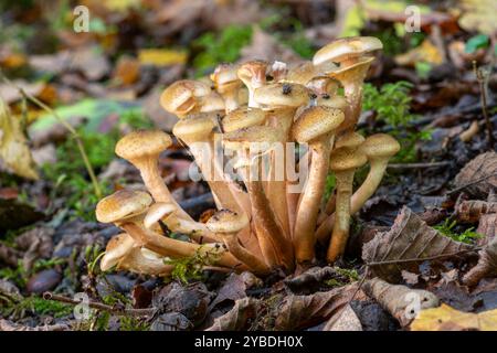 Honey fungus (Armillaria mellea) a plant pathogen growing on tree roots Stock Photo