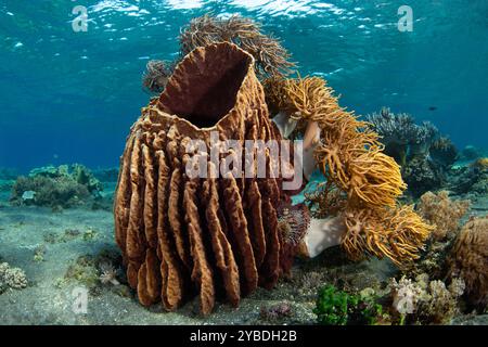 On a shallow reef in Indonesia, soft corals have found a foothold to grow on a barrel sponge. This area of the world is known for its biodiversity. Stock Photo