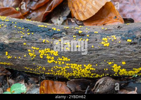 Lemon disco fungus (Bisporella citrina) commonly known as yellow fairy cups or lemon discos, on rotten fallen tree, UK Stock Photo