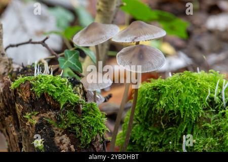 Angel's Bonnet fungi toadstools mushrooms (Mycena arcangeliana), England, UK, during autumn Stock Photo