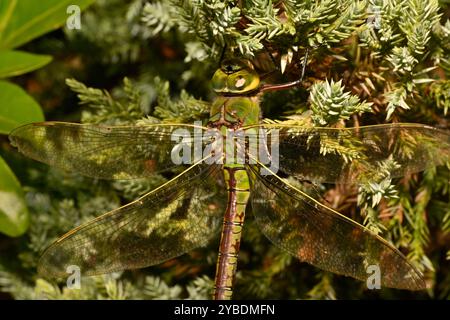 A head, thorax and wing shot of a female Emperor Dragonfly, Anax imperator, Resting on juniper bush. Close-up and well camouflaged. Beauty in nature. Stock Photo