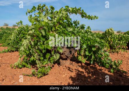 White grape strain in Spanish vineyard Stock Photo