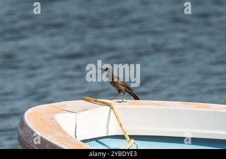 Great-tailed Grackle (Quiscalus mexicanus) perched on a boat at Sumidero, Chiapas State, Mexico Stock Photo