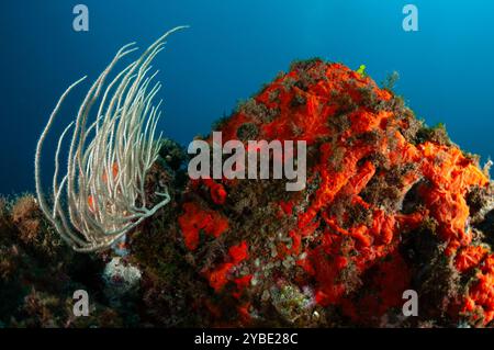 white gorgonian, Eunicella singularis, and orange-red encrusting sponge, Crambe crambe, Cadaques, Costa Brava, Catalonia, Spain Stock Photo